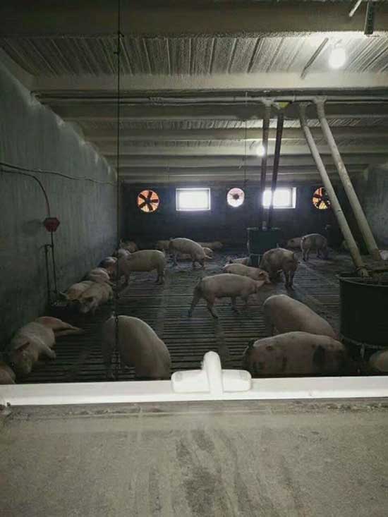 牧原豬場吊頂 保溫隔熱(圖3) 牧原豬場吊頂聚氨酯噴涂保溫